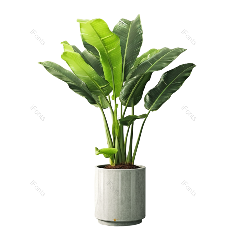 叶子图片,装饰元素,清新PNG,户外免抠素材